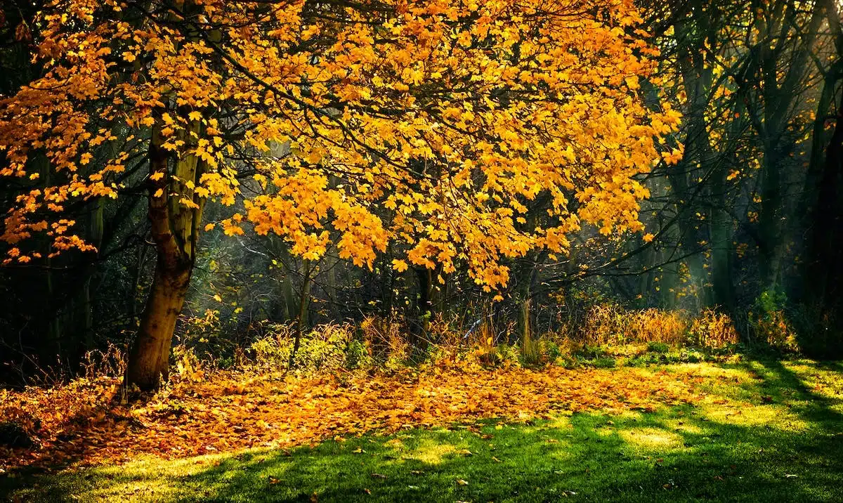 beauté automne